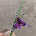 Iris graminea Blüte