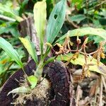 Catasetum barbatum Hoja