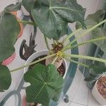 Jatropha podagrica Φύλλο