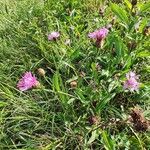 Centaurea jaceaBloem