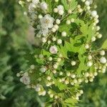 Crataegus azarolusFlower