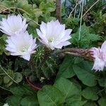 echinopsis subdenudataLeaf