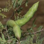 Vachellia farnesiana 整株植物