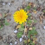 Sonchus bulbosus Fula