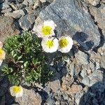 Ranunculus glacialis Blüte