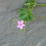 Erodium laciniatum Deilen