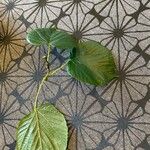Tilia × europaeaDeilen