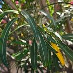Nerium oleander برگ