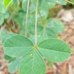 Crotalaria incana Leaf
