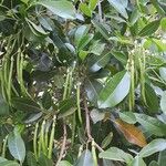 Tabebuia pallidaFruit