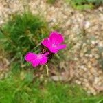 Dianthus carthusianorumFlower