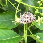 Ekebergia capensis Φρούτο