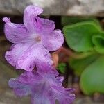 Primula spectabilis 花