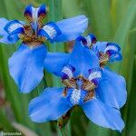 Trimezia coerulea Flower