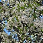 Pyrus calleryana Flor