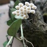 Hoya lacunosa Flower