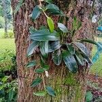 Anthurium scandens Hoja