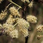 Combretum collinum Flower