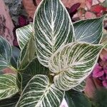 Calathea sanderiana Blad