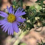 Symphyotrichum oblongifolium फूल