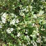 Ageratina riparia Flower