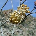 Asclepias albicans Cvet