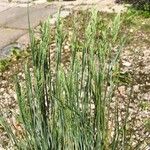 Festuca marginata Blatt