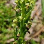 Platanthera aquilonis Flower