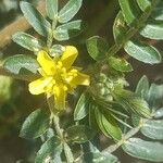 Tribulus terrestris Цвят