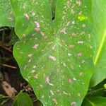 Caladium bicolor Leaf