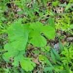 Sanguinaria canadensisFolla