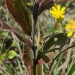 Solidago rigida Cortiza