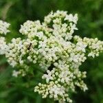 Galium rubioides Квітка