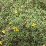 Portulaca quadrifida Лист