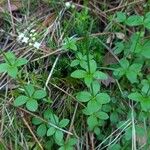 Galium rotundifolium Φύλλο