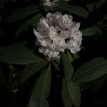 Rhododendron uvariifolium Flor