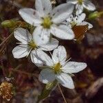 Arenaria conimbricensis Çiçek