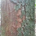 Pouteria melanopoda Corteza