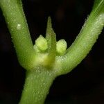 Ronabea latifolia Casca
