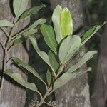 Quintinia minor অভ্যাস