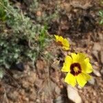 Cistus ocymoides Flower