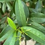 Vallesia antillana Hoja