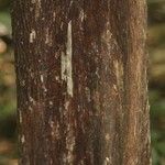 Pouteria filipes Bark