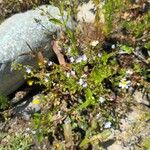 Veronica anagallis-aquaticaFlower