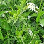 Heliotropium steudneri Flors