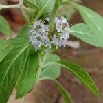 Mentha arvensis Цвят