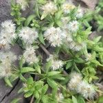 Galium eriocarpum Fruit