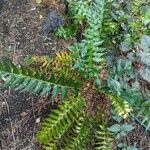 Cyrtomium falcatum 形態