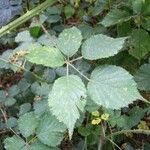 Rubus bracteatus Feuille