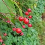 Rosa multiflora Fruit